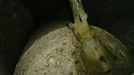 台風前のエギング