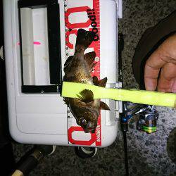 アジングとタチウオ