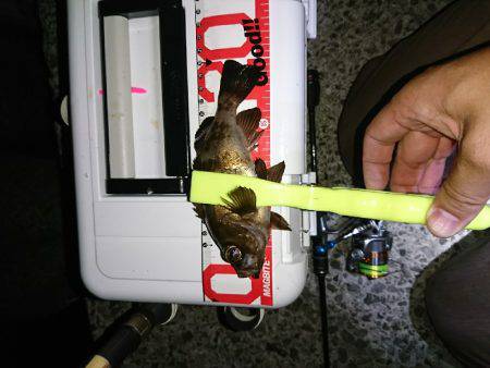 アジングとタチウオ