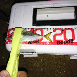 タチウオは遠いなぁ