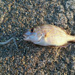 アジングで豆アジ釣り