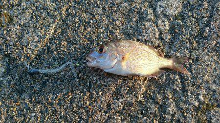 アジングで豆アジ釣り