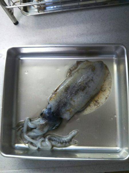 エギング初心者