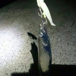 太刀魚ワインド