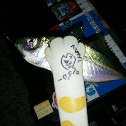 秋の夜長にナイトアジングはいかが？(笑)