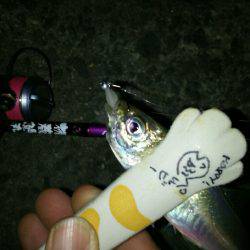 ちょっとテクニカルな豆アジでした(笑)