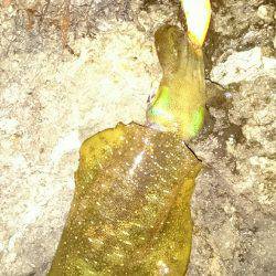 越前エギングランガン