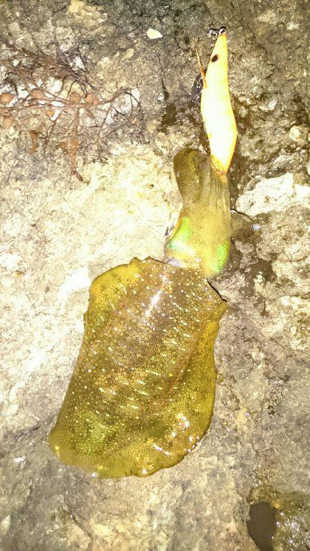 越前エギングランガン