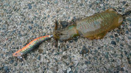 伊根方面エギング釣行