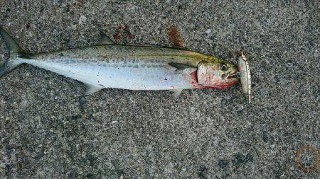 半夜狙いで数釣り