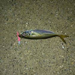 雨上がりアジング!