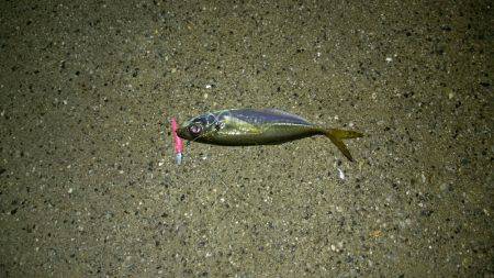 雨上がりアジング!