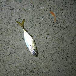 暴風アジングっ！！