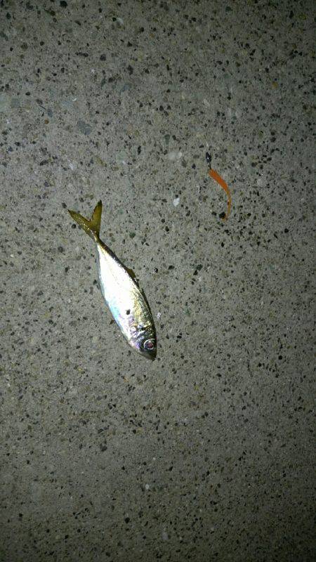 暴風アジングっ！！