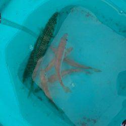 夜明け前からサビキ釣り♪