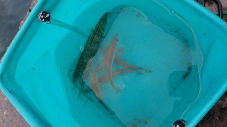 夜明け前からサビキ釣り♪