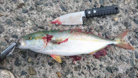 朝マズメ 楽しめました♪