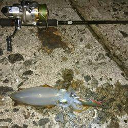 夜明け前からエギングと青物狙い