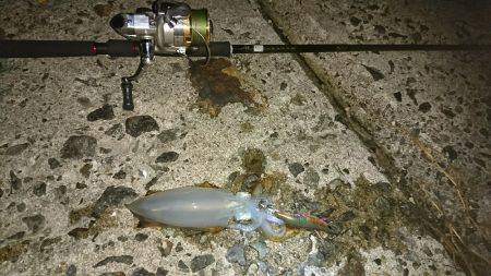 夜明け前からエギングと青物狙い