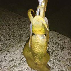 イカ、ツバス なんとかget♪