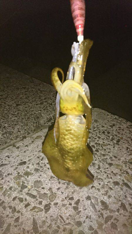 イカ、ツバス なんとかget♪