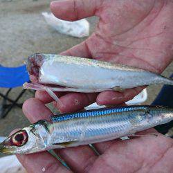 子供とファミリーフィッシング♪