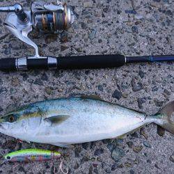 朝イチ 青物狙い。 久々に釣れました