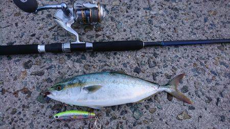 朝イチ 青物狙い。 久々に釣れました
