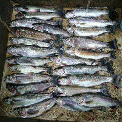 千早川マス釣り場