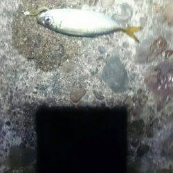 まだまだですな。