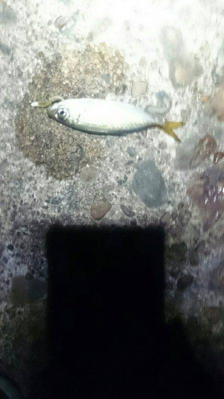 まだまだですな。