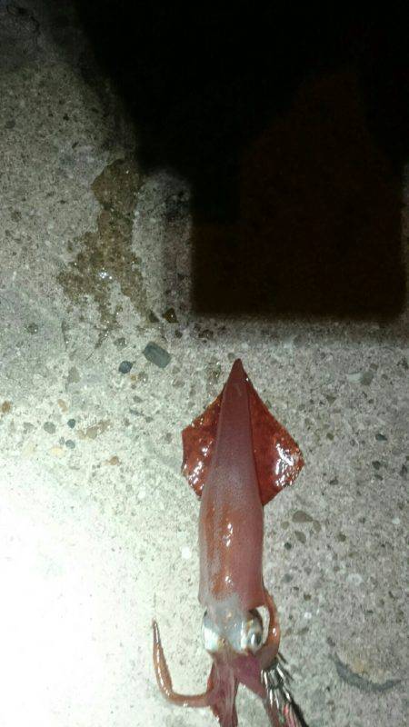 台風前に何とか。