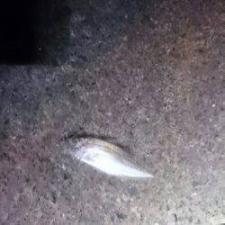 台風後は惨敗。