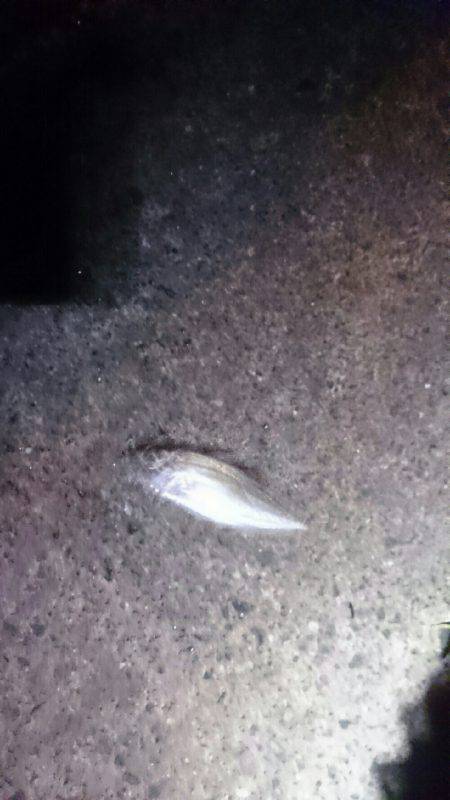 台風後は惨敗。