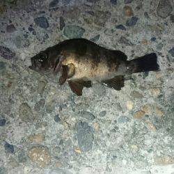 アジが居なくなった。