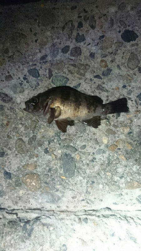 アジが居なくなった。