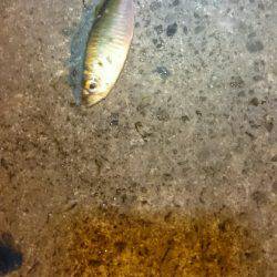 アジングは楽しいよ。