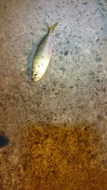 アジングは楽しいよ。