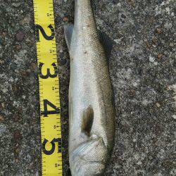 加古川シーバス