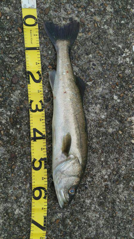 加古川シーバス