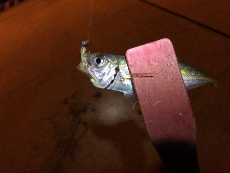 どうなってしまった。