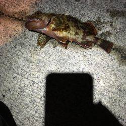 渋いけどタチウオ