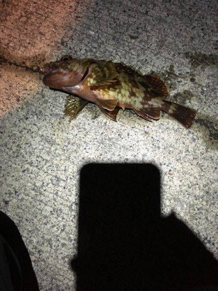 渋いけどタチウオ