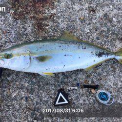 ポーアイ沖堤でハマチとサゴシ