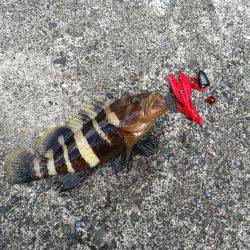 福井デイロック！！アオハタ