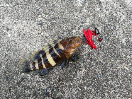 福井デイロック！！アオハタ