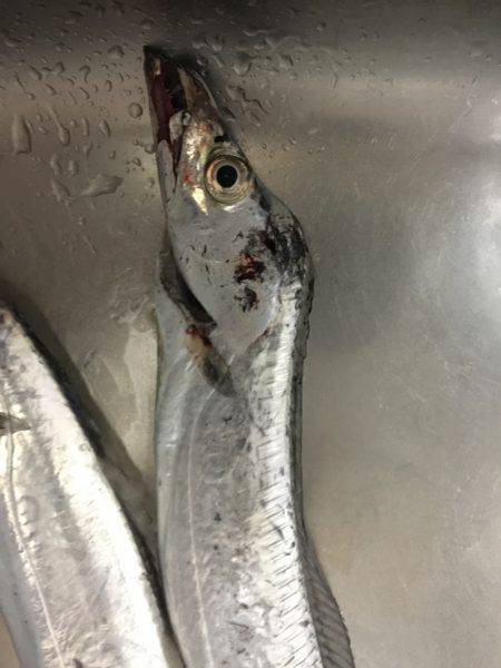 マリンピア沖洲でてんや