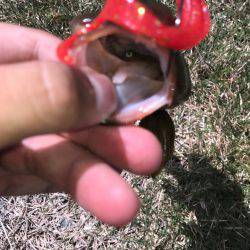 グルーパー٩( ‘ω’ )و