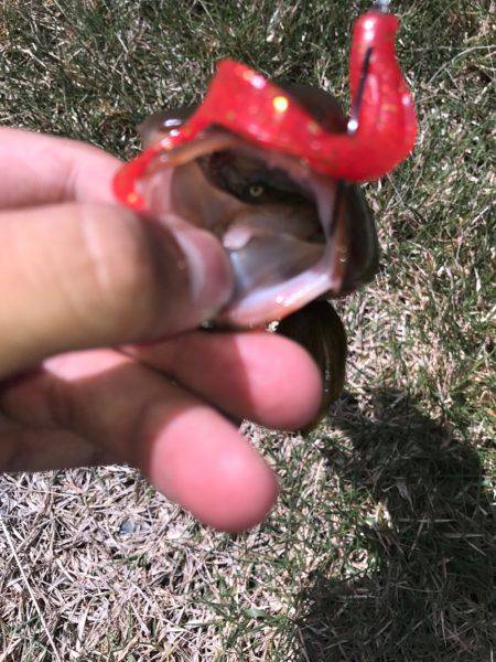 グルーパー٩( ‘ω’ )و