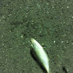 ふれーゆ、アジング！